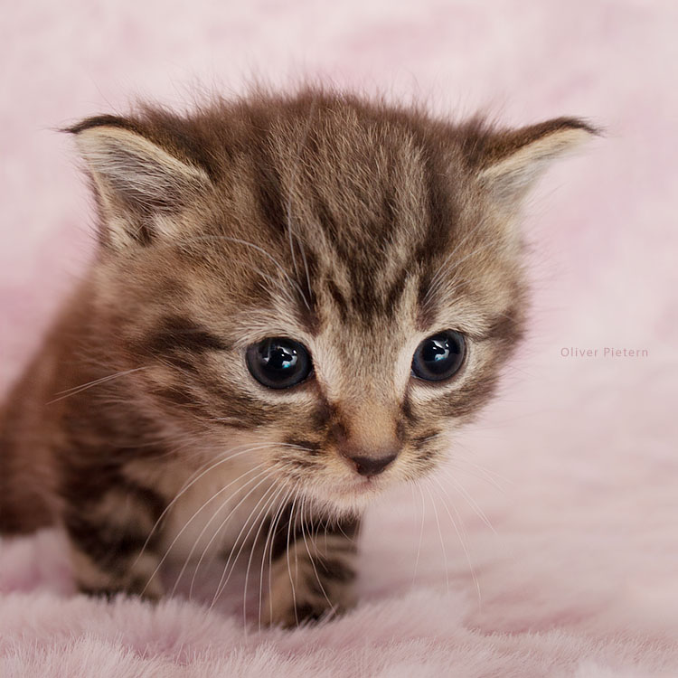 Kitty in Fluffyland 3